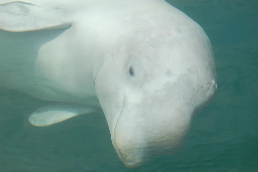 A beluga whale is seen in this undated handout photo.(THE CANADIAN PRESS/HO, Catherine Kinsman)
