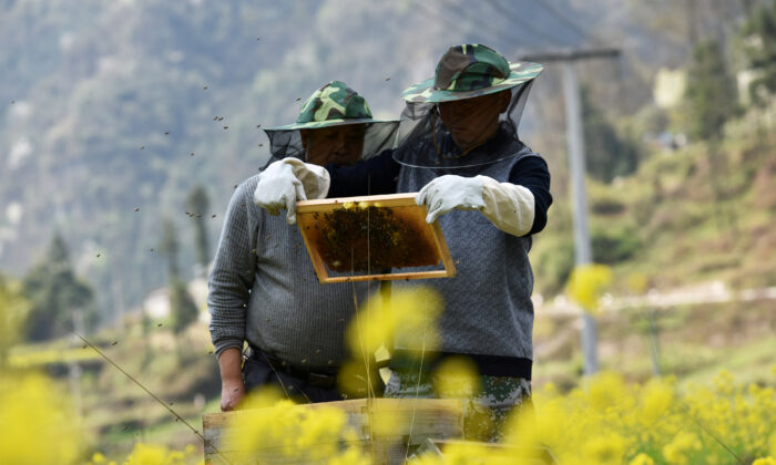 Beekeepers check a beehive at a farm in Longli county, Guizhou Province, China, on March 15, 2018. (Reuters)