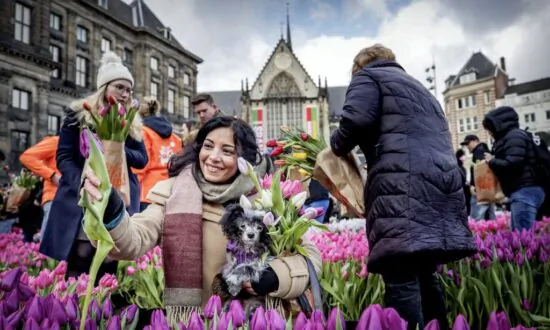 100,000 Tulips Coming to San Francisco for Flower Bulb Day
