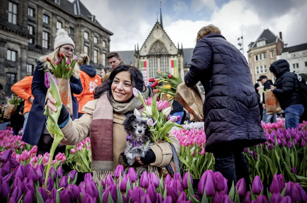 Visitors pick up tulips in Dam Square in Amsterdam during National Tulip Day on Jan. 18, 2020. (Photo by KOEN VAN WEEL/ANP/AFP via Getty Images)