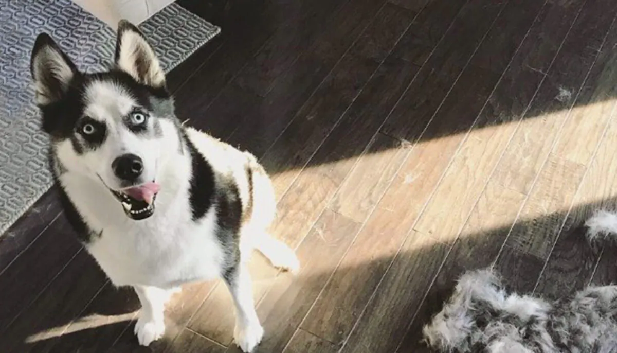 (Photo courtesy of huskynamedblu)