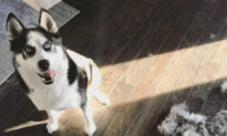 Video: Husky Throws Hilarious Temper Tantrum When Mom Asks ‘Who Messed Up the Couch?’