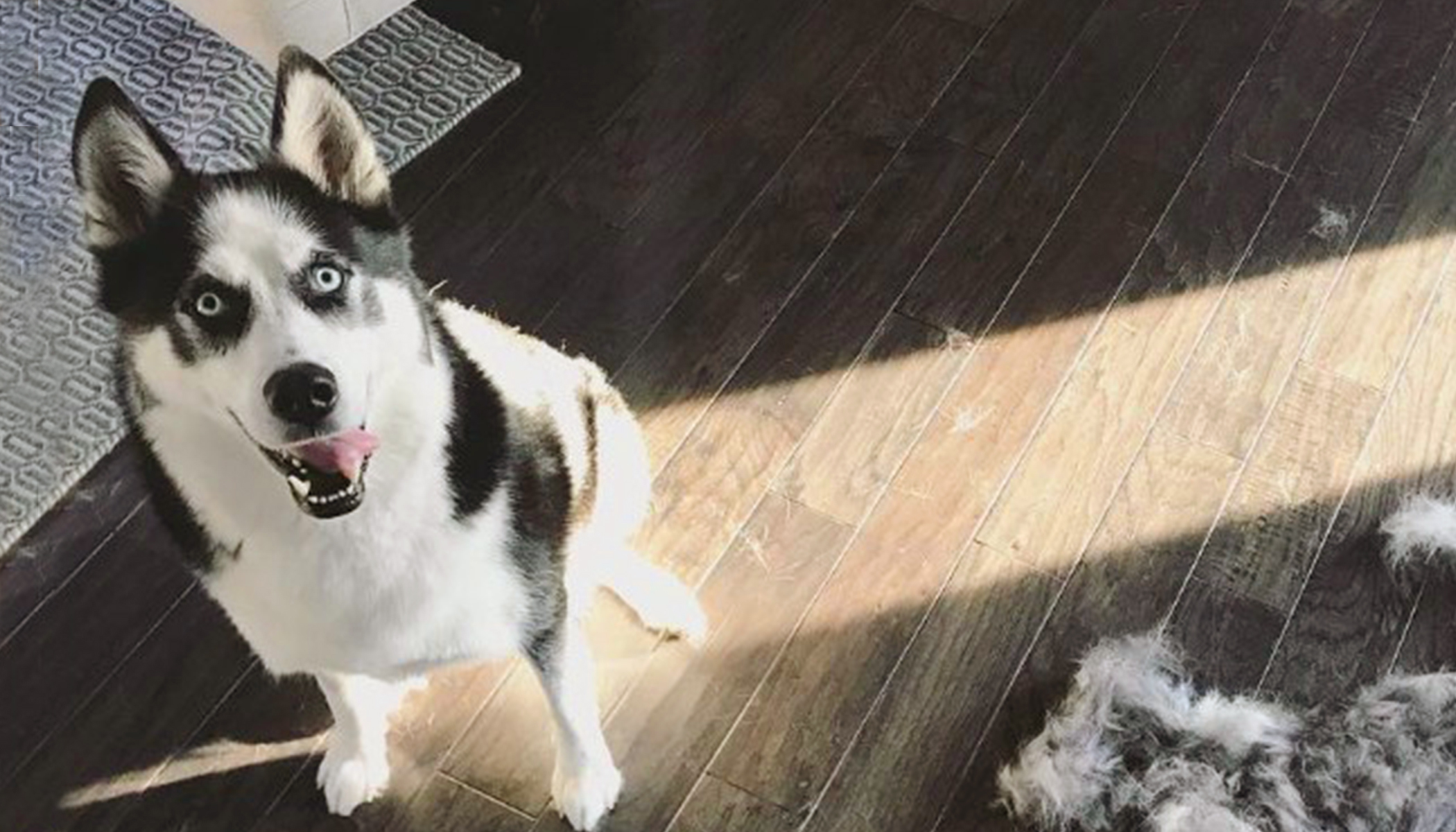 Video Husky Throws Hilarious Temper Tantrum When Mom Asks ‘Who Messed