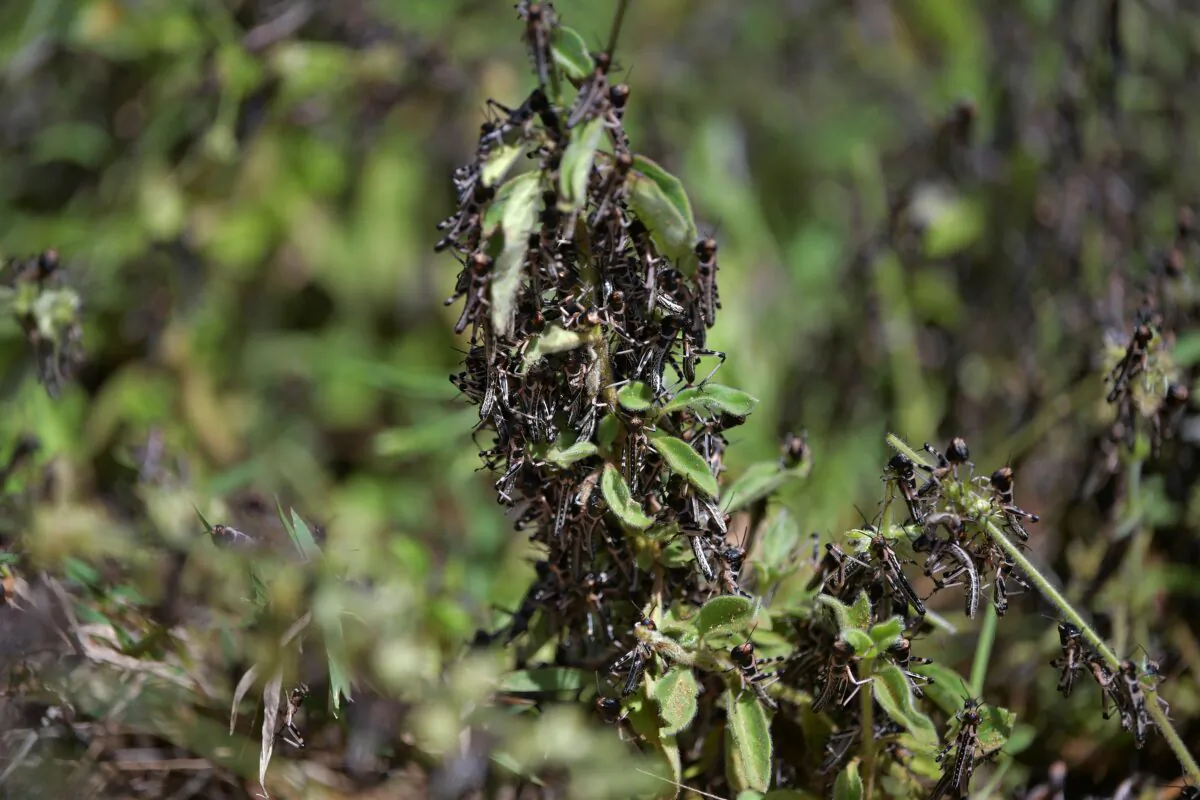 A picture taken near Isiolo town in Isiolo county, eastern Kenya, shows locust nymphs aggregated in shrubbery at a hatch site on Feb. 25, 2020. (Tony Karumba/AFP via Getty Images)