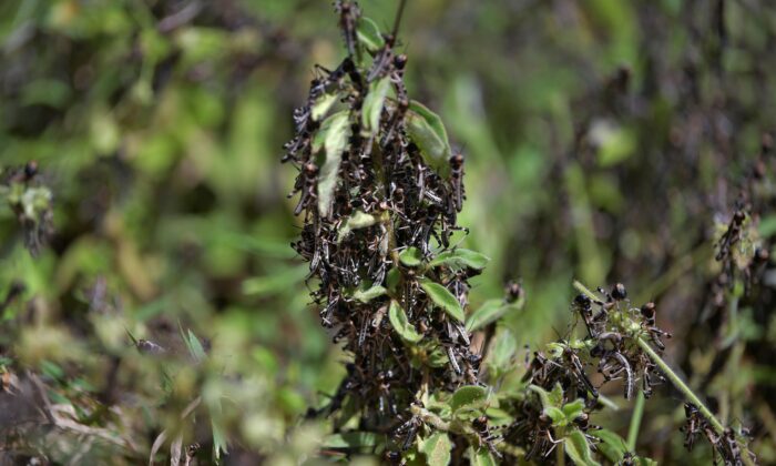 A picture taken near Isiolo town in Isiolo county, eastern Kenya, shows locust nymphs aggregated in shrubbery at a hatch site on Feb. 25, 2020. (Tony Karumba/AFP via Getty Images)