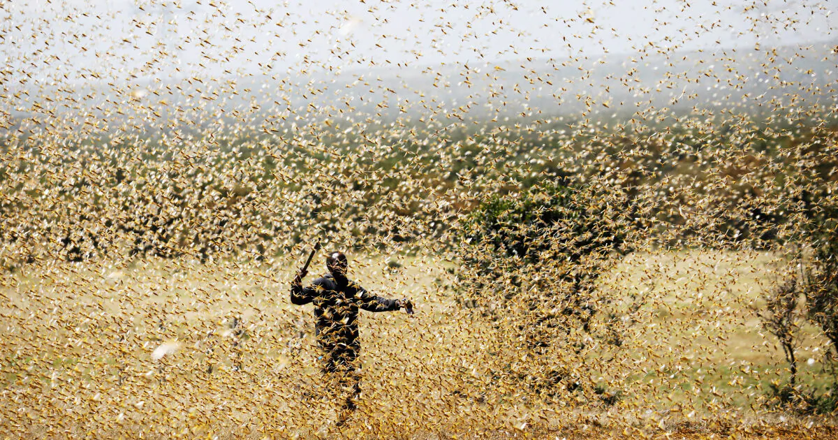 A man attempts to fend-off a swarm of desert locusts at a ranch near the town on Nanyuki in Laikipia county, Kenya, Feb. 21, 2020. (Baz Ratner/Reuters)