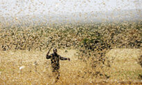 Running out of Time: East Africa Faces New Locust Threat