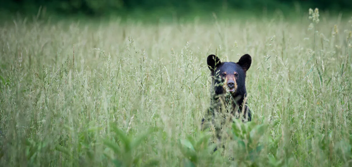 Black bear in Cades Cove in Tennessee. (Jason Eldridge/Shutterstock)