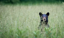 Florida Wildlife Agency Investigating Black Bear Shooting