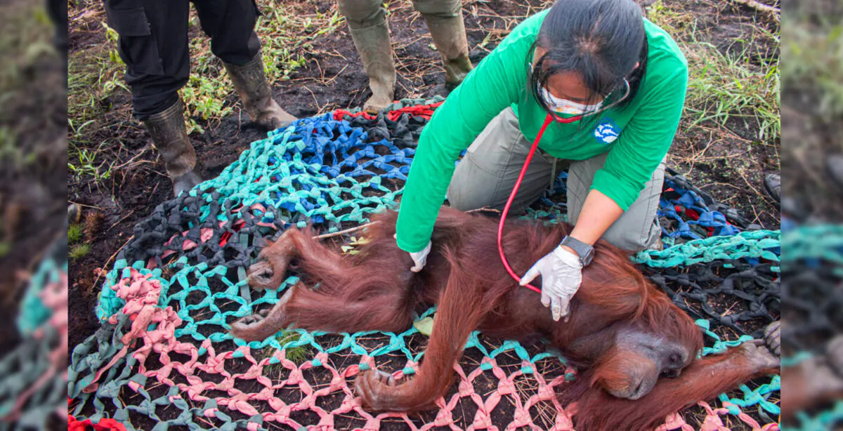 (Photo courtesy of International Animal Rescue)
