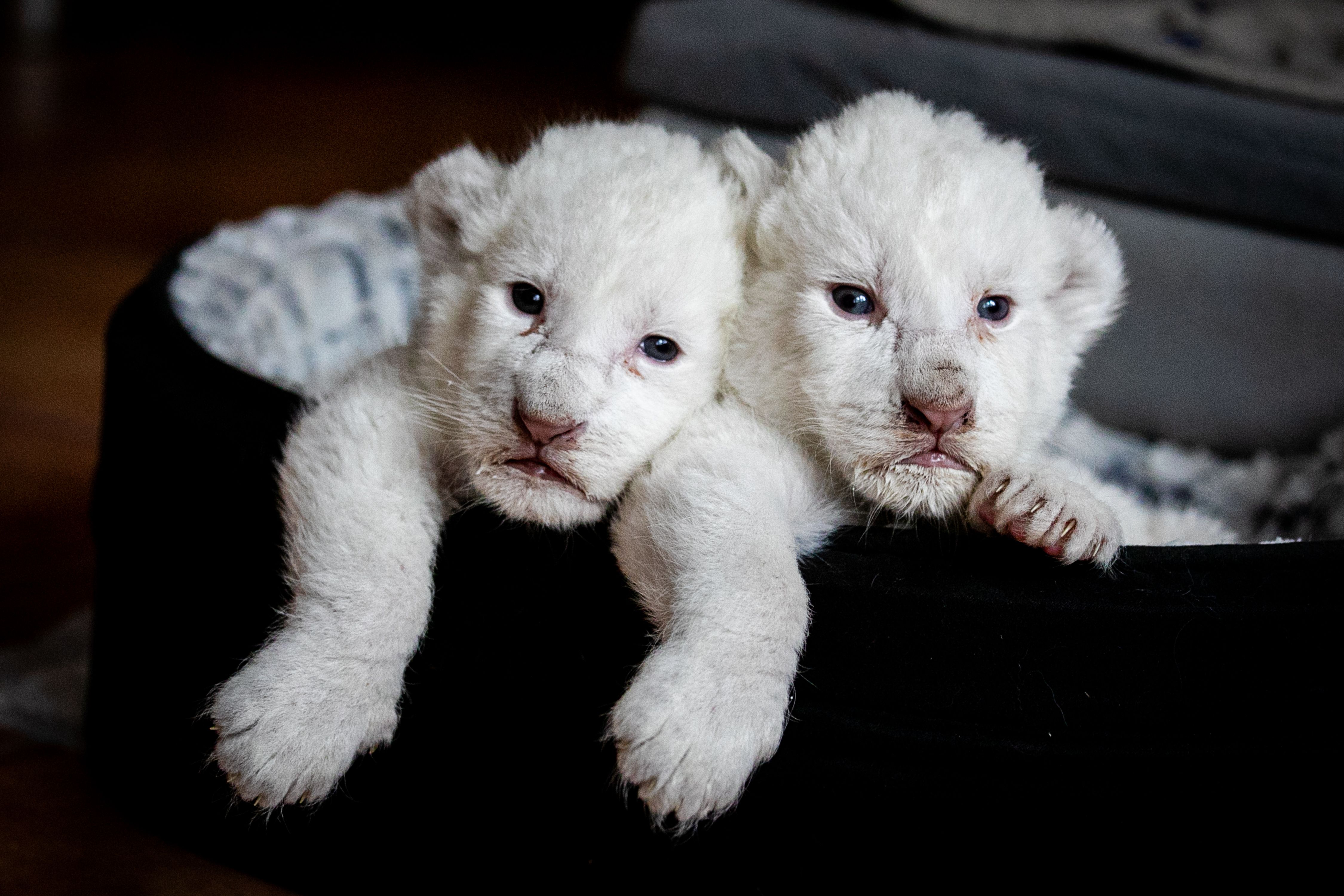 “Welcome to the world” – Rare White Lion Cubs Born at Sanctuary ...