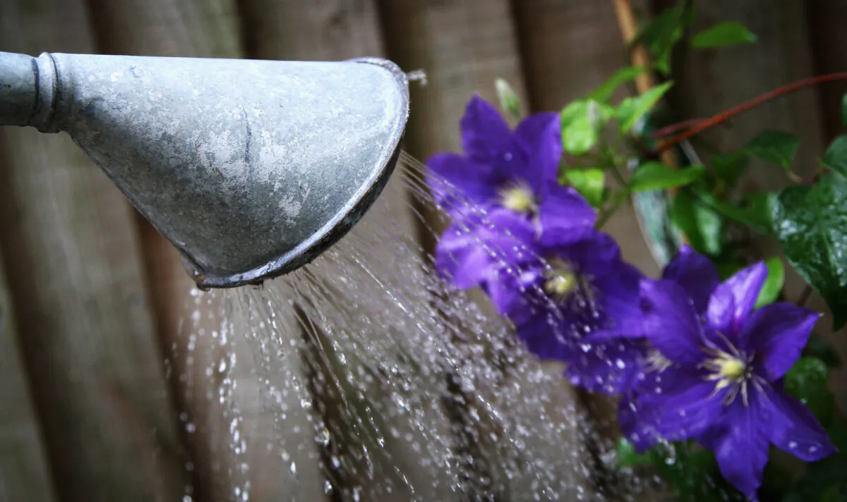 A watering can pours water on to some flowers in London, England, on Aug. 11, 2008. (Chris Jackson/Getty Images)