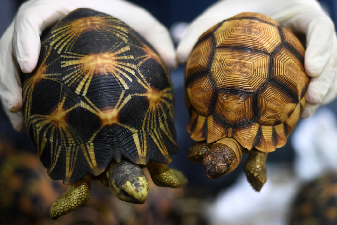 ‘It Was So Awful’ Nearly 10,000 Stolen Rare Tortoises Found Crammed in