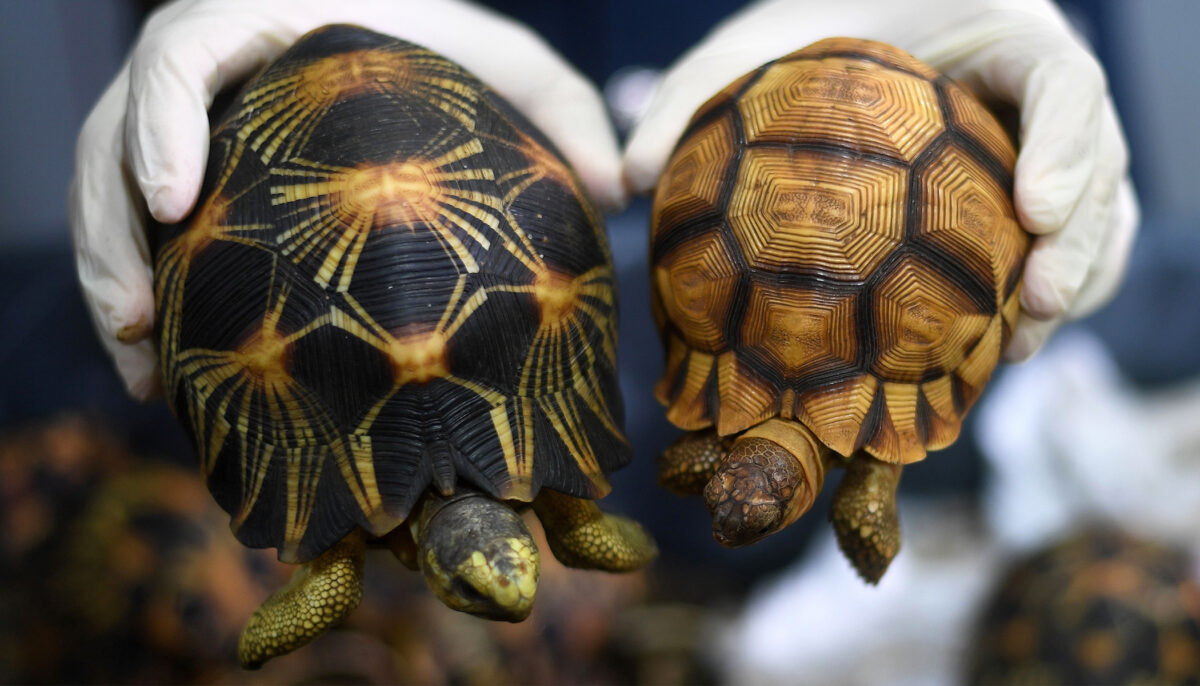 ‘It Was So Awful’: Nearly 10,000 Stolen Rare Tortoises Found Crammed in ...