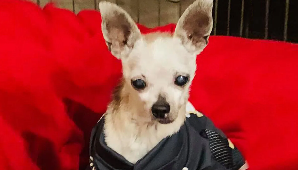 (Photo courtesy of Connor and Millie's Dog Rescue CMDR)
