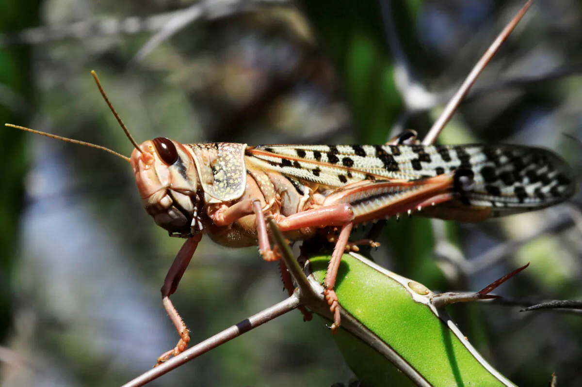 A desert locust is seen feeding on a plantation in a grazing land on the outskirt of Dusamareb in Galmudug region, Somalia, on Dec. 22, 2019. (Feisal Omar/Reuters)