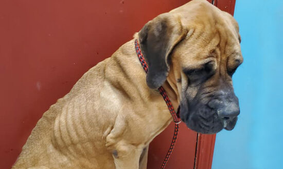 Severely Emaciated, Overbred Dog Found on the Streets Is Given Second Chance at Life