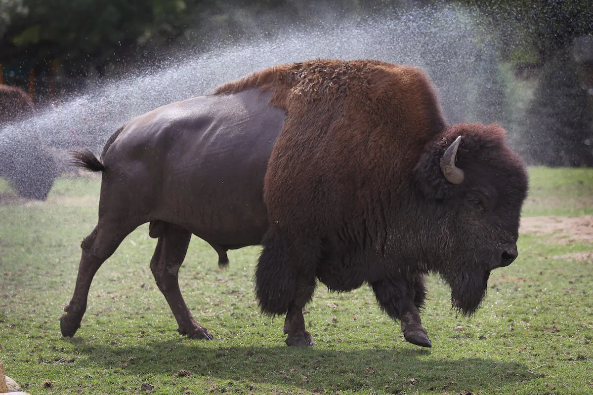 The iconic bison, part of the poem of America. (Scott Olson/Getty Images)