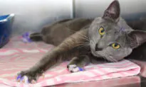 Cat Found With Purple Marking on His Paws May Have Been Bait for Illegal Dog-Fighting Ring