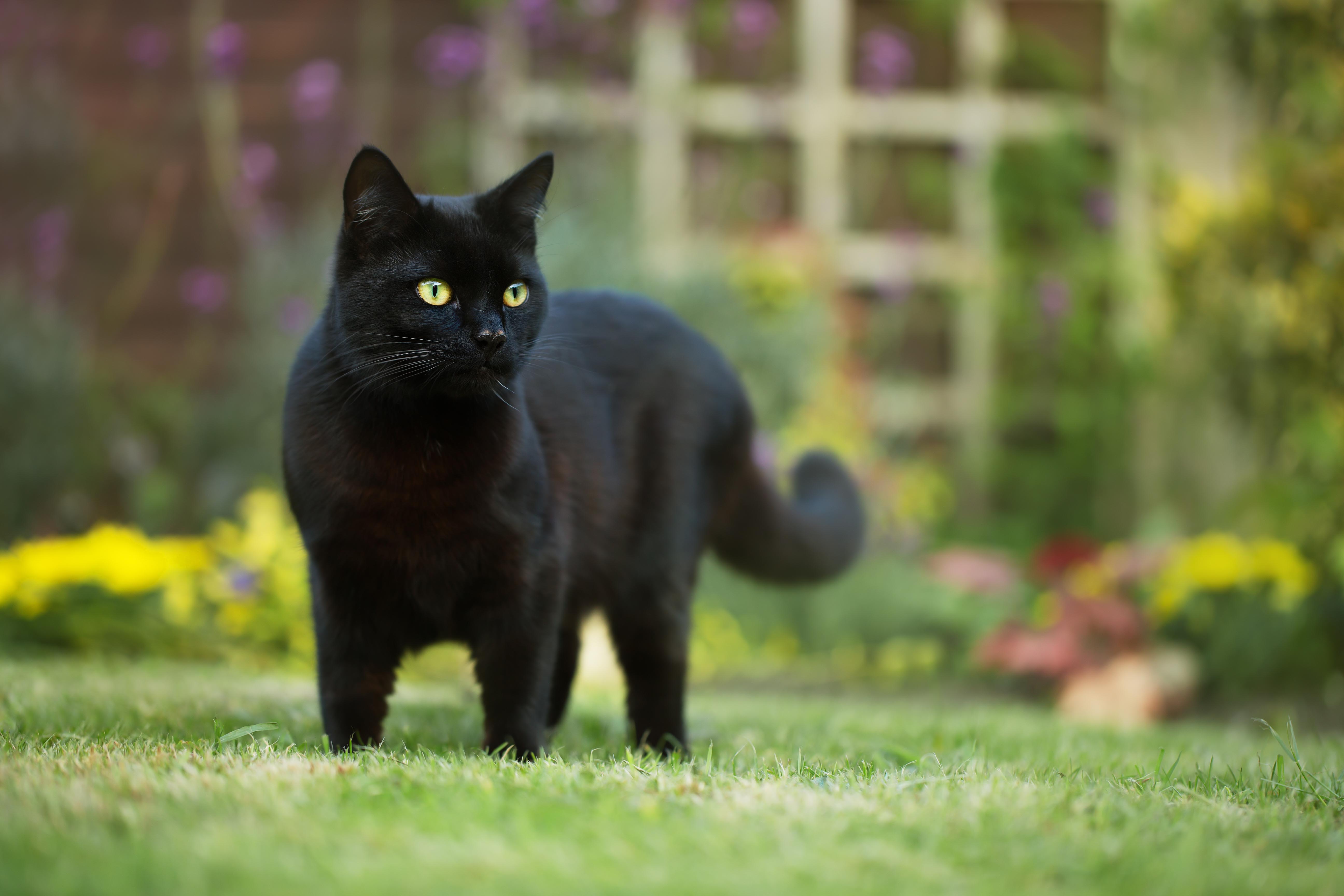 Photographer Captures Extremely Rare Black  Serval Cat  in 