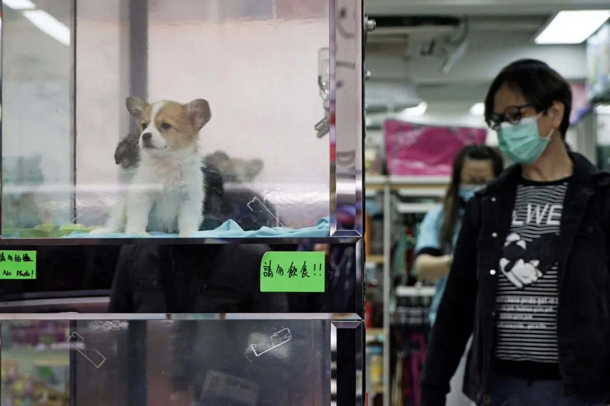 A man wearing a face mask looks at dogs in a pet shop in Hong Kong on March 5, 2020. (Kin Cheung/AP Photo)