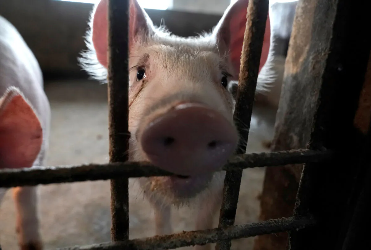 Two surviving pigs are pictured in a pigpen at a village in Henan Province, China, on Jan. 13, 2020. (Jason Lee/Reuters)