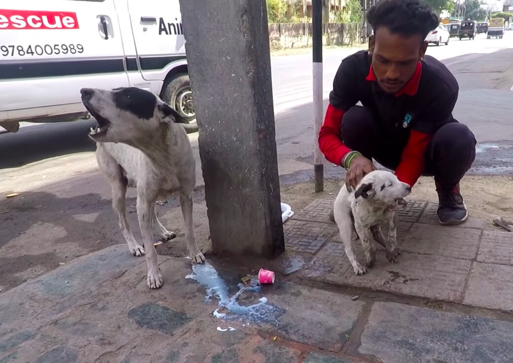 Puppy With Two Deep Wounds Recovers and Reunites With Mama Dog After She  Cried for Help