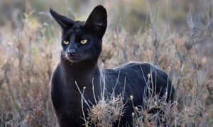 Photographer Captures Extremely Rare Black Serval Cat in Africa, and It's Blowing People's Minds