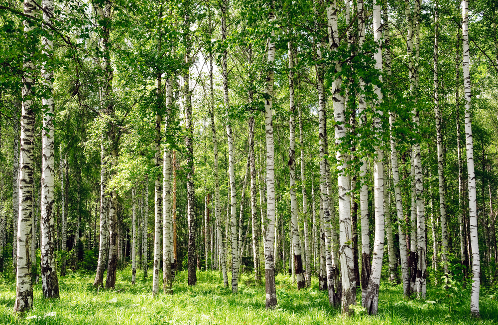 Russian birch trees