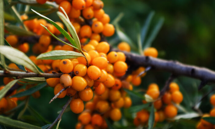 Sea Buckthorn: An Ancient Himalayan Superfruit to Beautify Skin and Strengthen the Heart