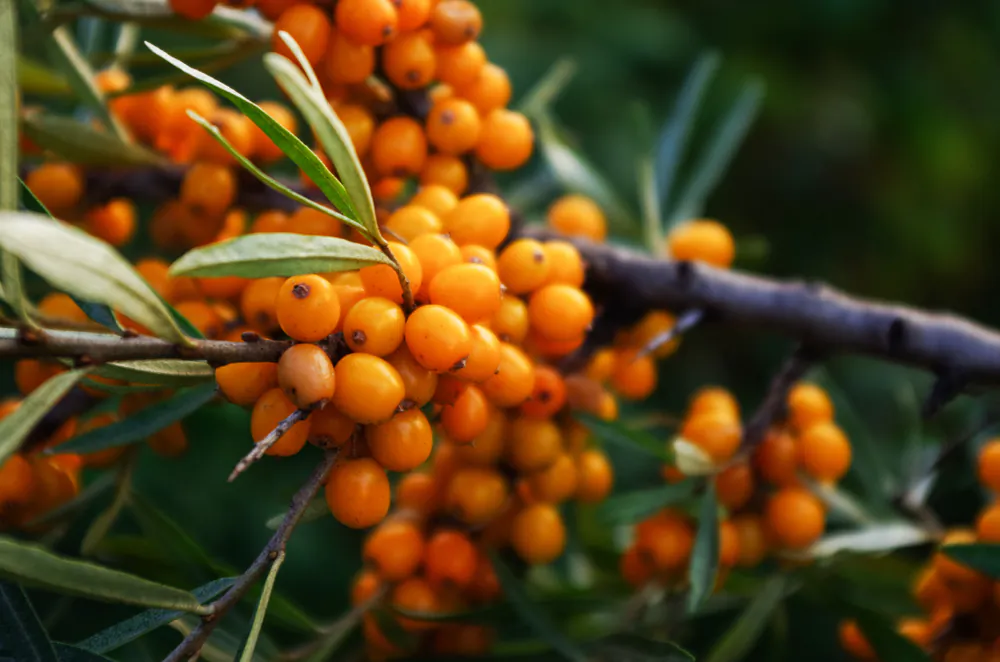 Sea Buckthorn: An Ancient Himalayan Superfruit to Beautify Skin and Strengthen the Heart