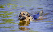German Shepherd Was Treading Water for 11 Hours Before Rescuers Found It and Owner Stranded at Sea