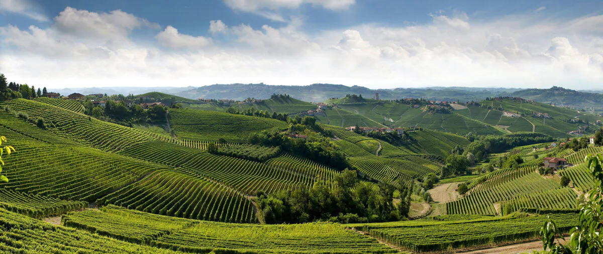 The Langhe Hills of Piemonte, where barolo and barbaresco are produced. (Courtesy of Consorzio di Tutela Barolo Barbaresco Alba Langhe & Dogliani)