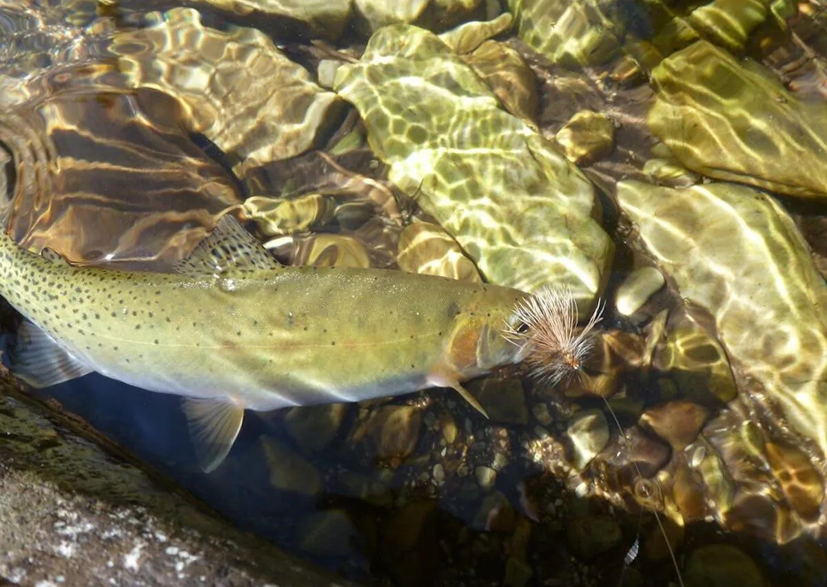 A Westslope cutthroat trout swims next to a lure in Idaho's North Fork of the Clearwater River on July 19, 2013. (Pete Zimowsky/The Idaho Statesman via The Canadian Press/AP)