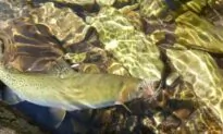 Coal Miner Teck Baffled by Fish Collapse Downstream of BC Mines