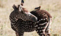 Photographer Captures Stunning Pictures of Rare ‘Polka-Dotted’ Zebra Foal in Kenya