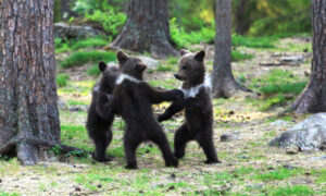 Photographer Snaps 3 Bear Cubs 'Dancing in the Woods' Like in a Fairytale Storybook