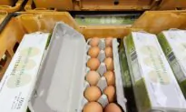 One Million Egg-Laying Hens to Be Euthanised in Bid to Control Bird Flu