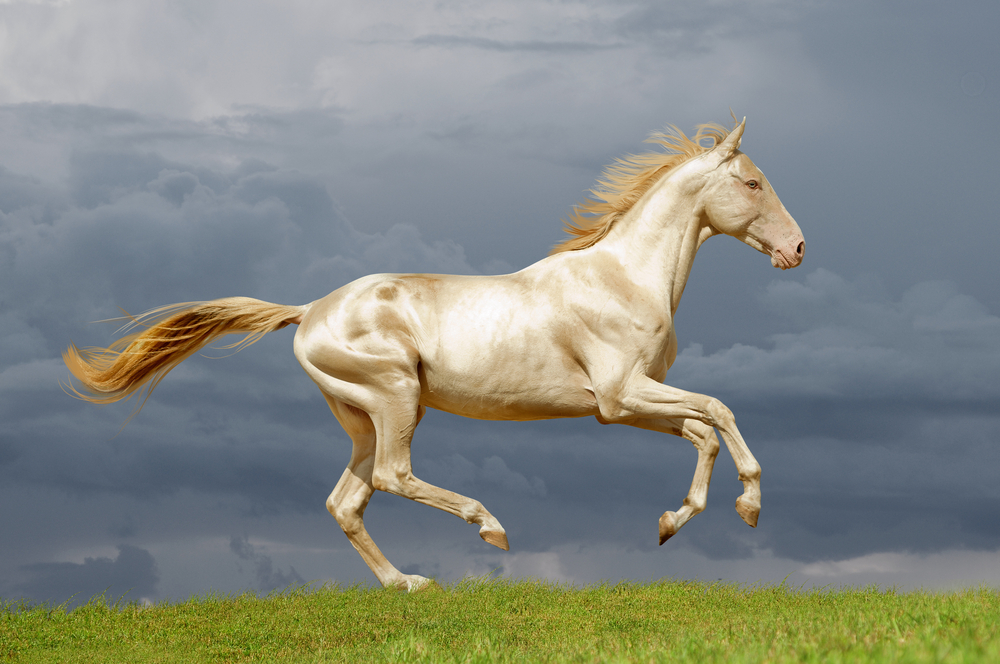 extraordinary-dna-change-gives-horse-a-coat-made-of-pure-gold