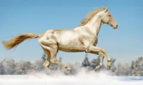 Extraordinary DNA Change Gives Horse a Coat Made of ‘Pure Gold’