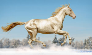 Extraordinary DNA Change Gives Horse a Coat Made of ‘Pure Gold’