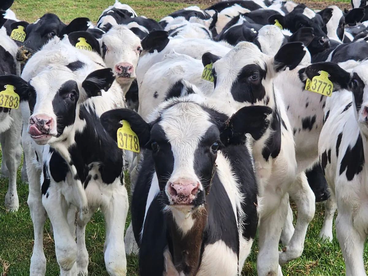Cows are seen on a farm near Albany, Western Australia, on April 13, 2024. (Susan Mortimer/The Epoch Times)