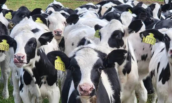 Methane on the Menu: Denmark’s Tax, Bovaer, and the Global Ripple Effect