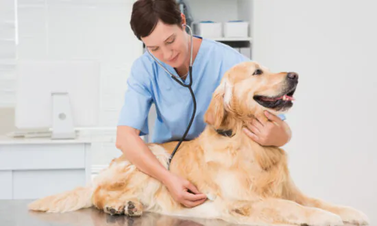 Vets to Get Exemptions Into Australia Amid Shortage of Skilled Migrants