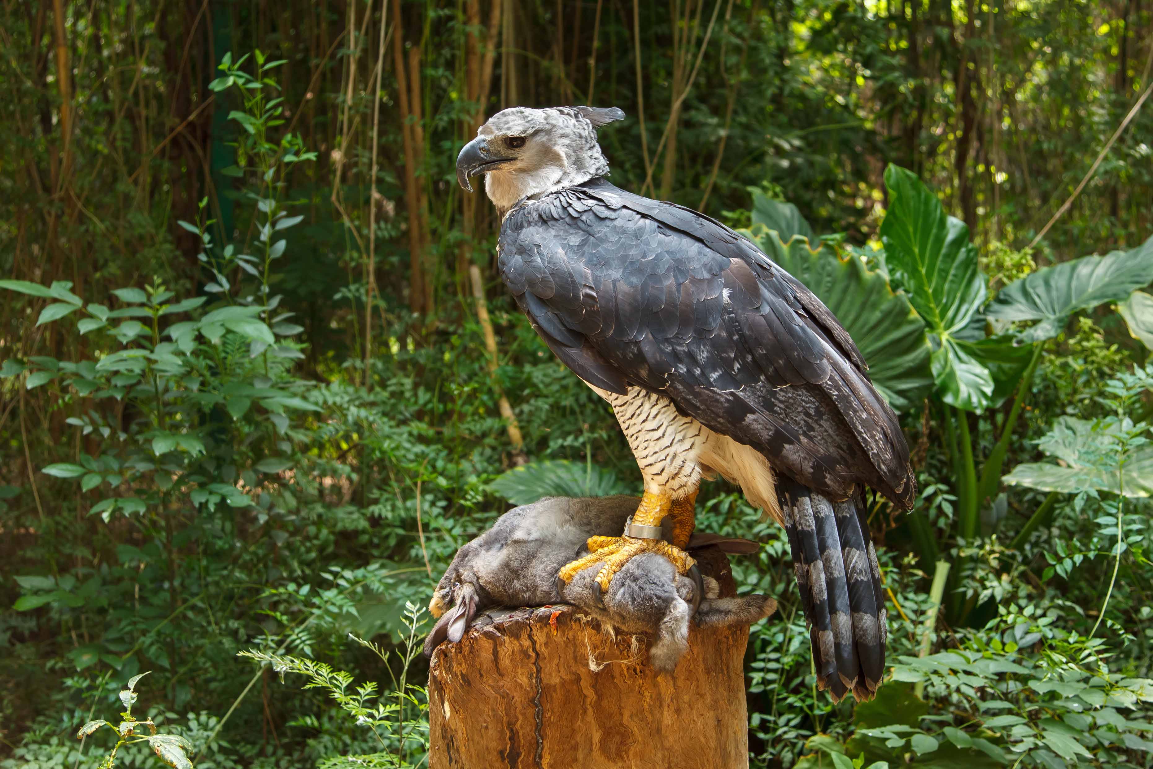 Absolute unit of a bird. The harpy eagle can grow as tall as 3ft