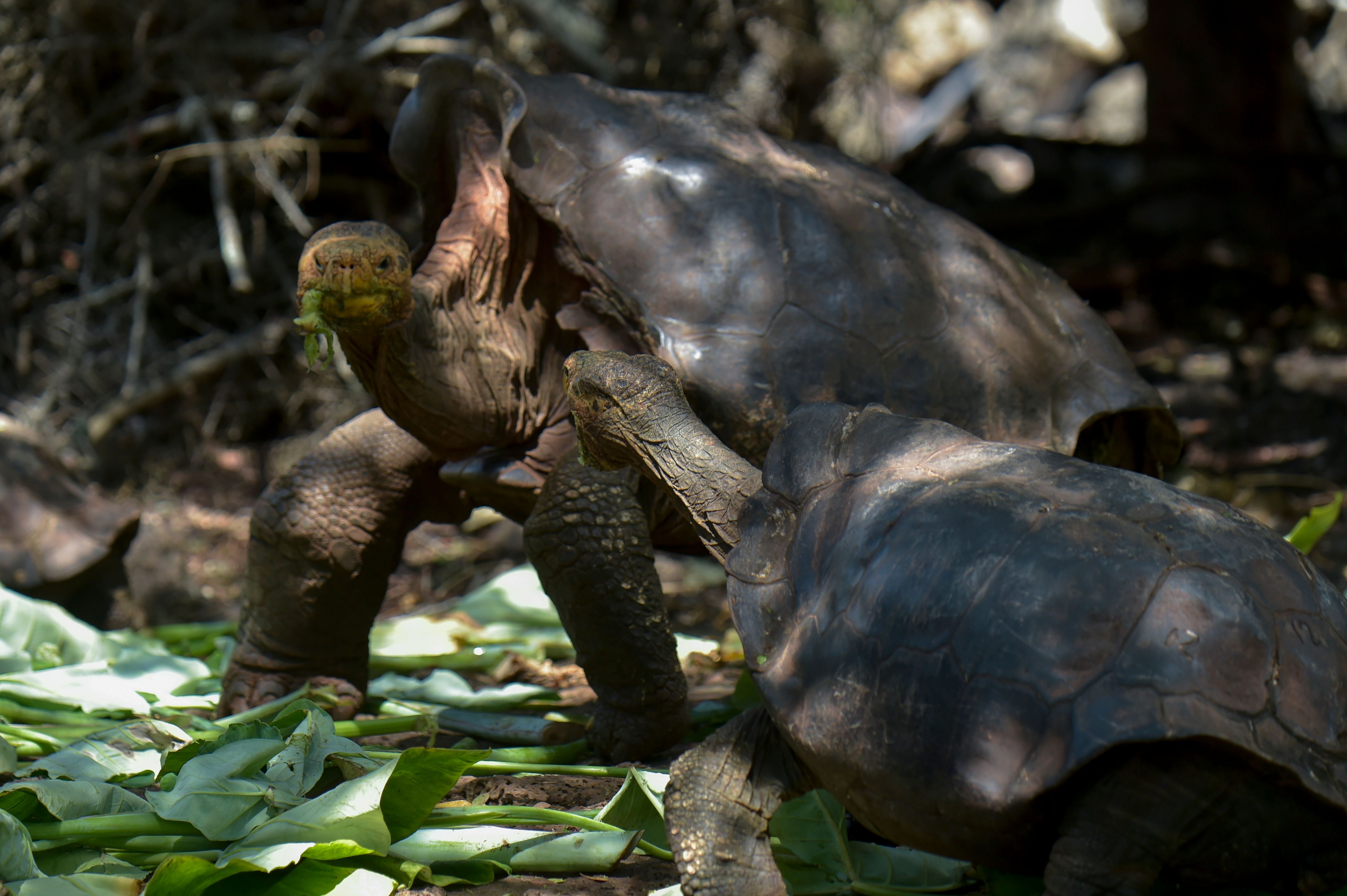 130 Year Old Breeding Gal pagos Tortoise Saved His Species From Near 130 Year Old Breeding Gal pagos Tortoise Saved His Species From Near