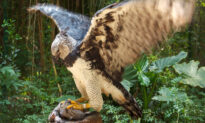 The Harpy Eagle Stands as Tall as a Child With Talons Longer Than a Grown Grizzly Bear’s Claws