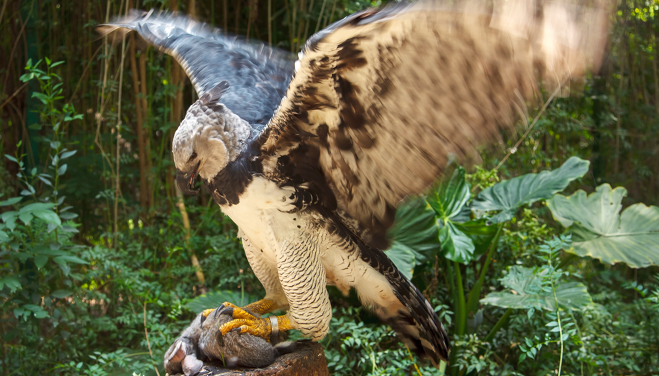 The Harpy Eagle Stands as Tall as a Child With Talons Longer Than a Grown  Grizzly Bear's Claws