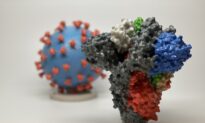 T Cells From Common Colds Cross-Protect Against Infection With COVID-19: Study