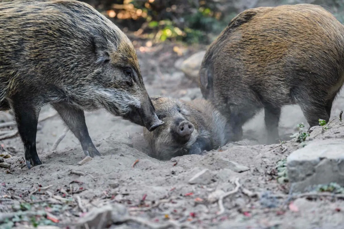 Wild boars in Hong Kong's Aberdeen Park on Jan. 25, 2019. (Anthony Wallace/AFP via Getty Images)